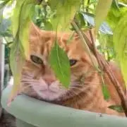 ルビィーの画像