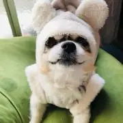 こたぬの画像