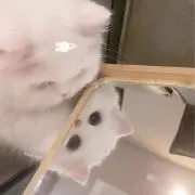 sの画像