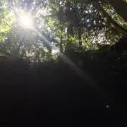♫ギズモの画像