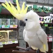 kokopipiの画像