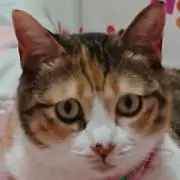 あい