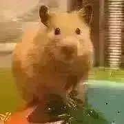 ぴーちゃん＊22-25日発送不可＊の画像