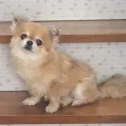 ちいちゃん✿。の画像