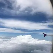 パイナップルの画像