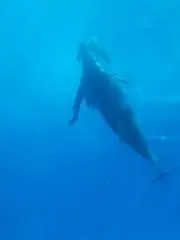 ★イルカ★の画像
