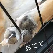 ぽえの画像