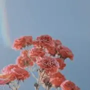 ミイ