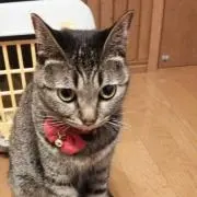 ますみ