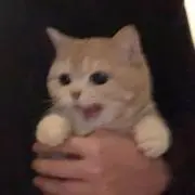 berryの画像