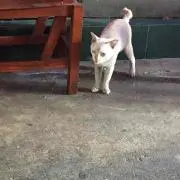 フラッタ