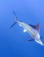 サカナ