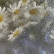 Kiroの画像