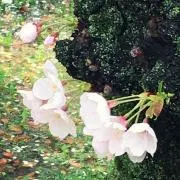 ぱすてるの画像