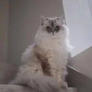 無情な保温ボトルの画像