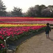 ニコ:-)の画像