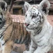 シュシュ「商品ID重要、記載希望」