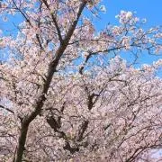 まいちゃんの画像