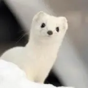 キミドリの画像