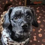 ダイヒロパパ