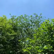 ひめたろうの画像