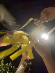 とーたいの画像