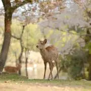 ヒロ