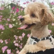 ノアの画像