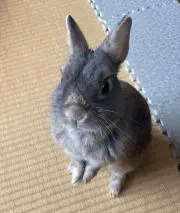 りこゆーの画像