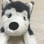ぽんずの画像