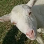 きゃなすけ