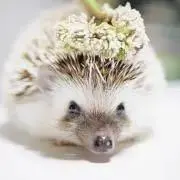 もふ蔵
