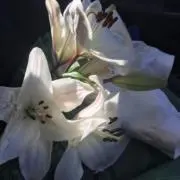 ココ