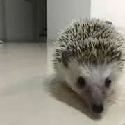 skの画像