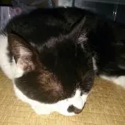らんらん♥️ニャンコ大好き♪