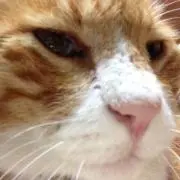 スズの画像
