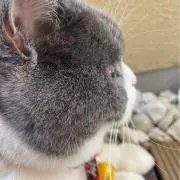 くま五郎の画像