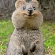 モリモリン(即購入OKです！)の画像