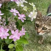 かずちんの画像