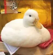 ぴーよこちゃーんじゃっ！
