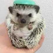 くま 。
