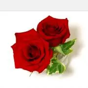 Roseの画像
