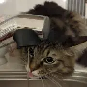 ふるふるの画像