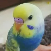 maimai