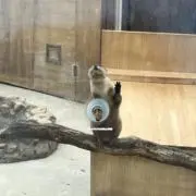 ちー