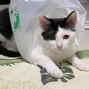 りゅう