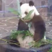 はっちの画像