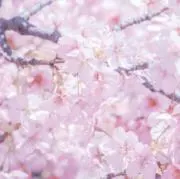 すずの画像