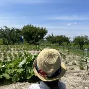 キラニアの画像