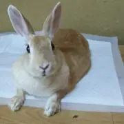 ラッキー